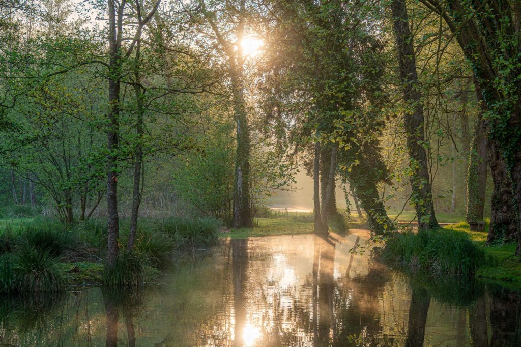 Un étang dans les bois au lever du soleil, la brume dorée sur l’eau