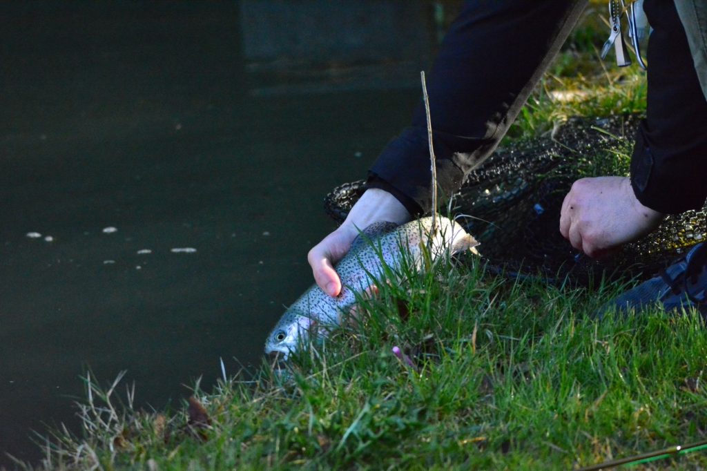 Un pêcheur remet une truite arc-en-ciel à l’eau au bord de l’étang