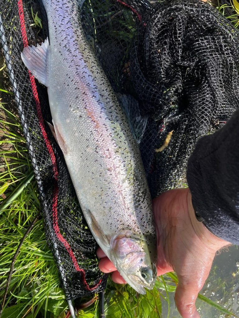 Une belle truite arc-en-ciel dans l’épuisette, prête à être remise à l’eau